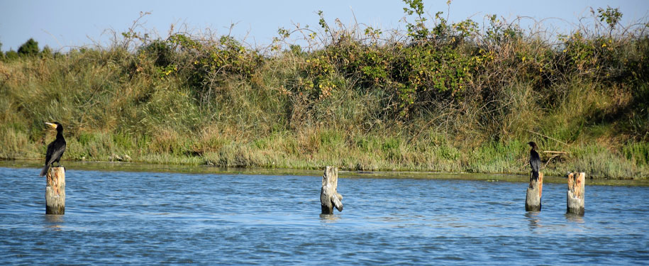 From the Ramazzotti pine forest to the Bevano estuary