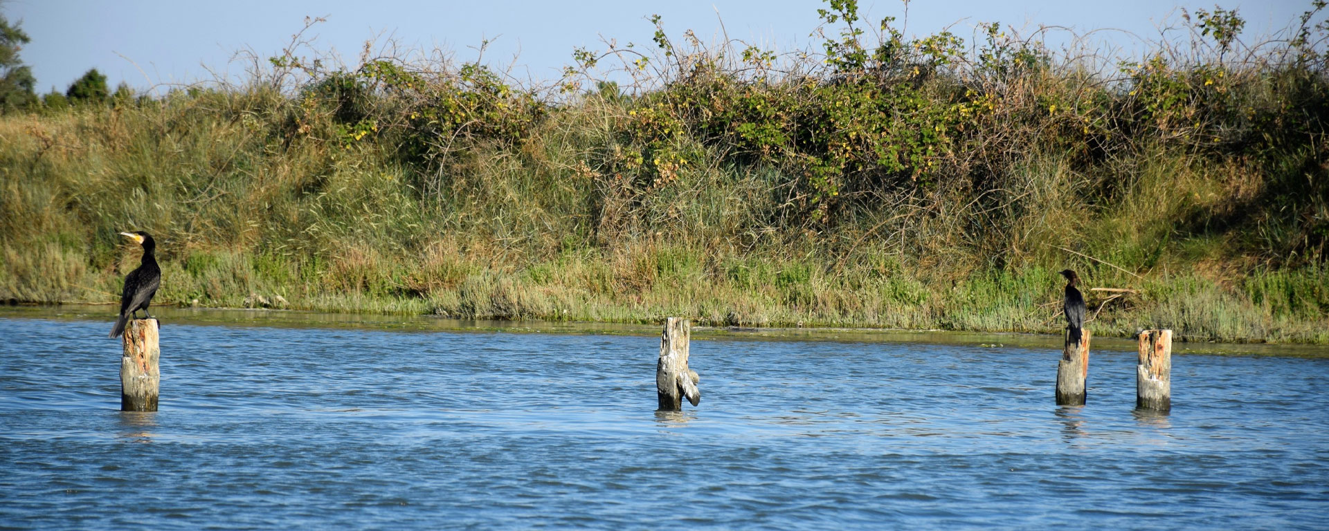 From the Ramazzotti pine forest to the Bevano estuary